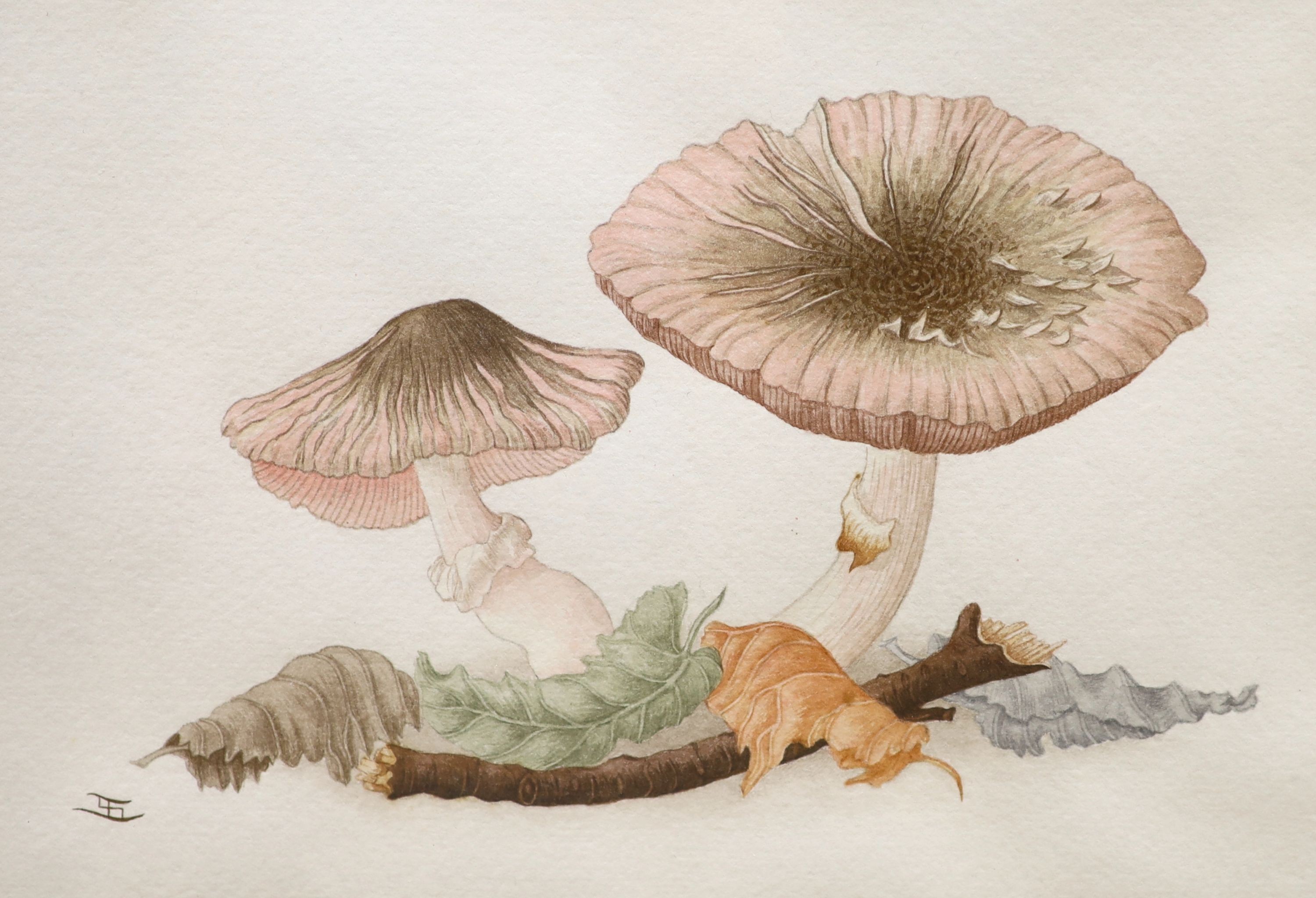 English School, watercolour on paper, Study of toadstools, monogrammed, 17 x 25cm 17cm x 25cm